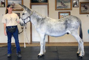 Large Standard Donkey